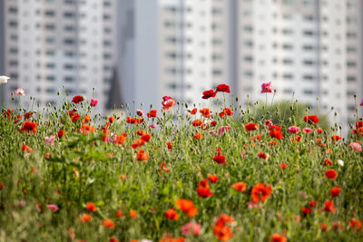 Close-up of red flowers blooming in field