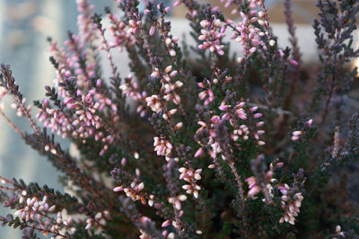 Clusters of small pink flower buds shot close up on deep green spike branches in spring