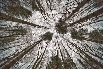 Low angle view of pine trees in forest