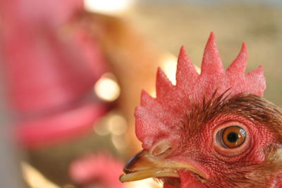 Close-up of a bird