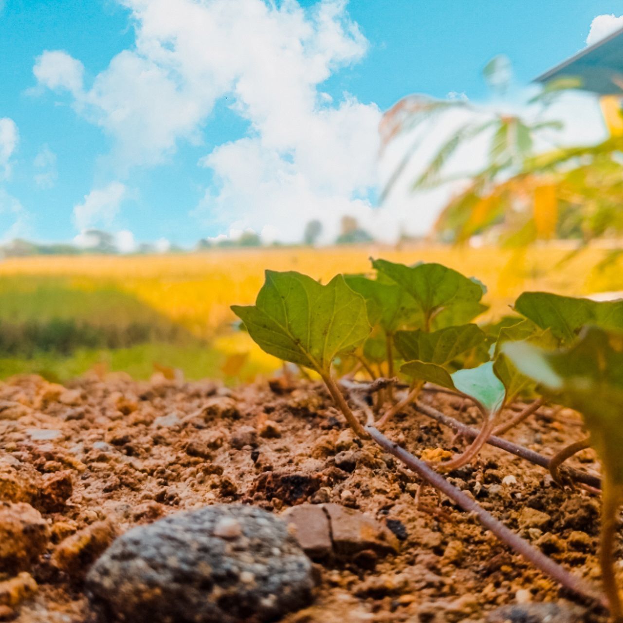 CLOSE-UP OF FRESH YELLOW PLANT ON FIELD AGAINST SKY