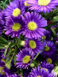 Close-up of purple flowers