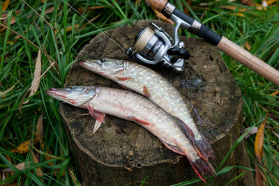 High angle view of fishes and fishing rod on tree stump