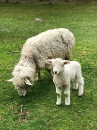 Sheep in a farm