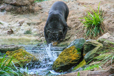 Close-up of elephant in water