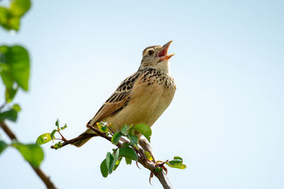 Rufous-naped lark perches singing on leafy branch