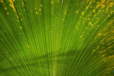 Full frame shot of palm leaf