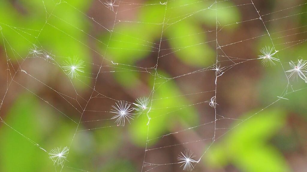 spider web, focus on foreground, close-up, complexity, fragility, natural pattern, pattern, nature, full frame, fence, day, drop, backgrounds, protection, outdoors, no people, spider, safety, dew, selective focus