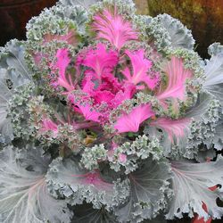 Close-up of pink flowers