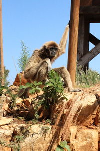 Low angle view of monkey sitting on wood against sky