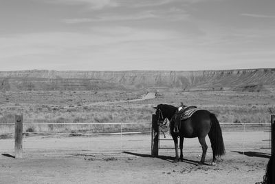 Horse standing on landscape