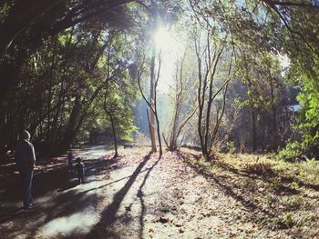 Sun shining through trees on sunny day