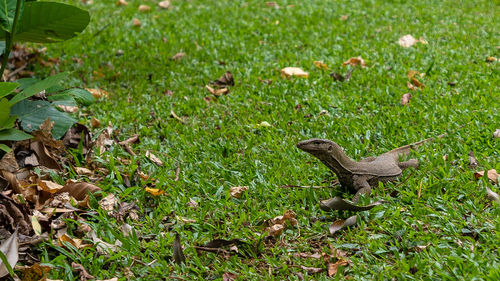 Lizard on a field