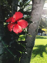 Close-up of red hibiscus blooming on tree