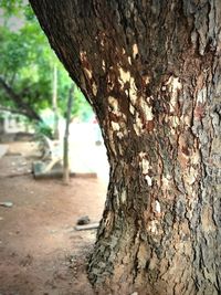 Close-up of tree trunk