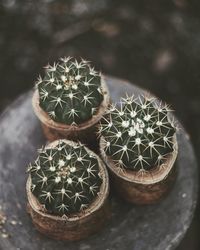 High angle view of cactus plant