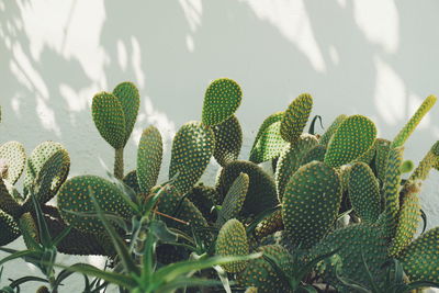 Close-up of prickly pear cactus