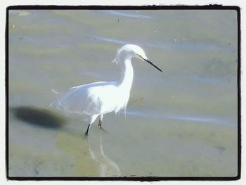 Bird in water