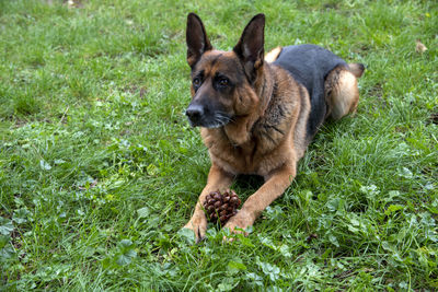 Portrait of puppy on field