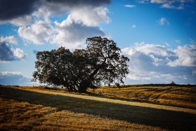 Tree on field against sky