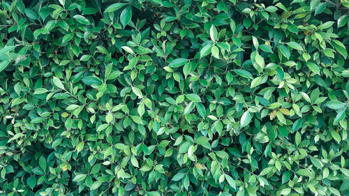 Full frame shot of ivy growing on land