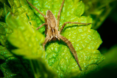 Close-up of insect on plant