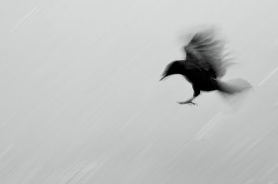 Bird flying in sky