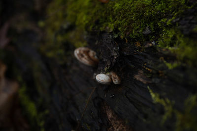 Close-up of mushroom growing on tree trunk