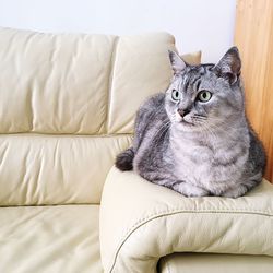 Portrait of cat sitting on sofa at home