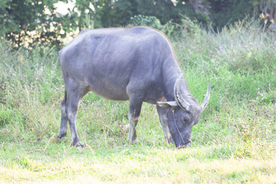 Horse grazing on field