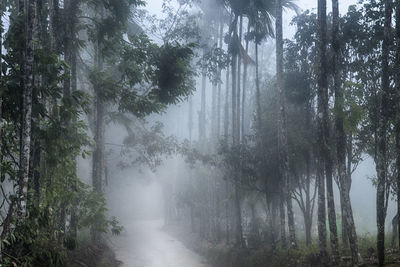 Sunlight streaming through trees in forest