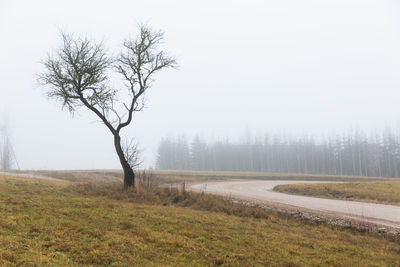 Bare tree on field by road against sky