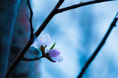 Close-up of white flowers blooming on tree