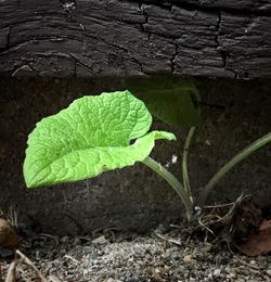 Close-up of leaf