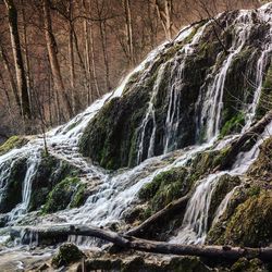 Scenic view of waterfall in forest