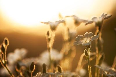 Close-up of flowering plants against sky during sunset