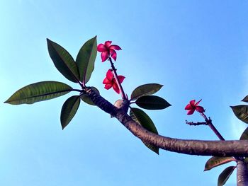 Low angle view of flowering plant against clear blue sky