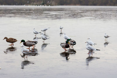 Birds in lake