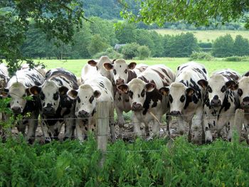 Row of cows  in a field