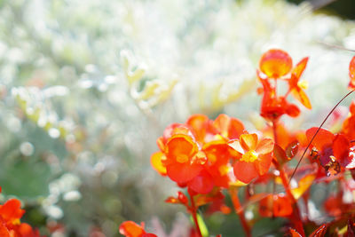 Close-up of flowers blooming outdoors