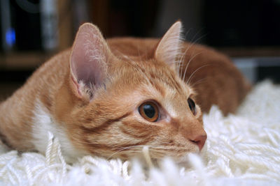 Close-up of a cat lying on bed