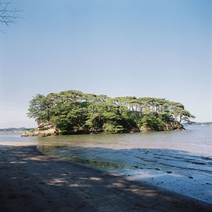 Trees on beach against clear sky