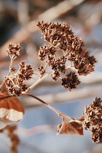 Close-up of dry leaves on tree