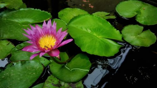 High angle view of lotus water lily in pond