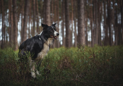 Dog looking away in forest