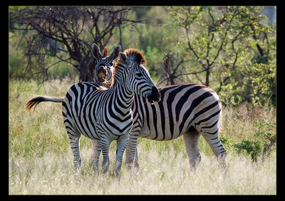 Zebra crossing in forest