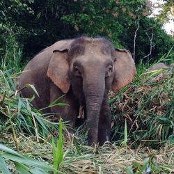 View of elephant in forest