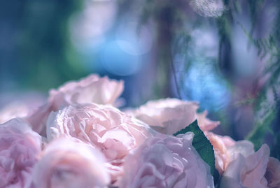 Close-up of pink flowering plants