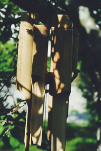 Close-up of tree against blurred background