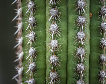 Full frame shot of succulent plants